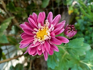 Obraz premium pink Chrysanthemums flower 