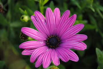 Obraz premium flowers