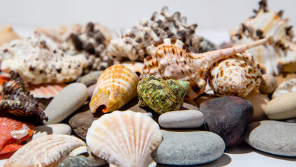 Variety of seashells on smooth stones
