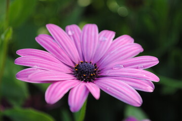 Obraz premium flowers