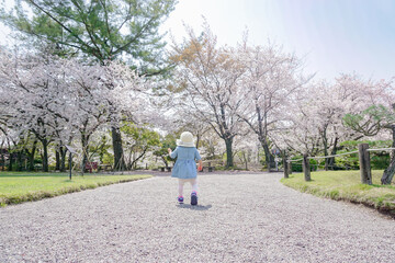 Fototapeta premium 桜の咲く公園を赤ちゃんとお散歩