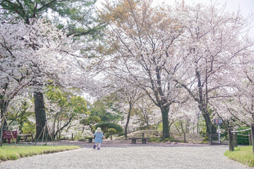 桜の咲く公園を赤ちゃんとお散歩