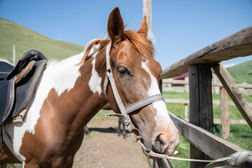 Obraz premium Browne horse portrait in the farm.