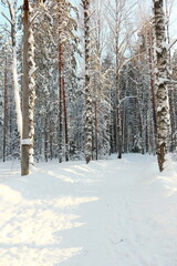 Winter frosty forest. There is a lot of snow and trees in the snow.