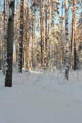 Fototapeta premium Winter frosty forest. There is a lot of snow and trees in the snow.