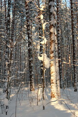 Obraz premium Winter frosty forest. There is a lot of snow and trees in the snow.