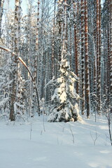 Fototapeta premium Winter frosty forest. There is a lot of snow and trees in the snow.