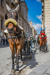 Carrozze a cavalli nel centro storico di Palermo, Italia