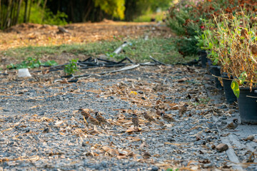 Flock of sparrows walking in the garden
