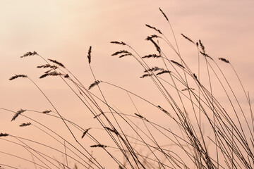 Silhouettes of spikelets against of pink dawn - 483577397