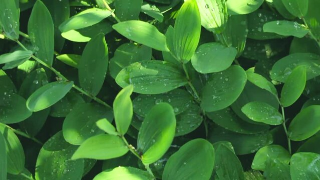 Bright decorative floral wet greenery with water drops, watering of wild lush foliage Polygonatum or Solomon's Seal in summer forest or spring garden, closeup refreshing natural green backdrop