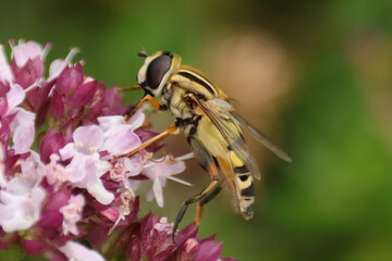 Hélophile à bandes grises (Helophilus trivittatus)
