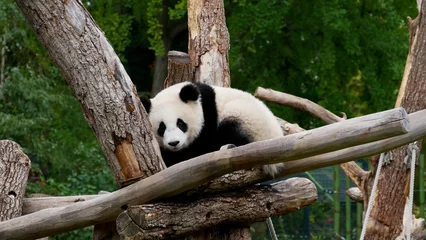 Foto op Plexiglas Young giant panda on a tree © D. Pfleiderer