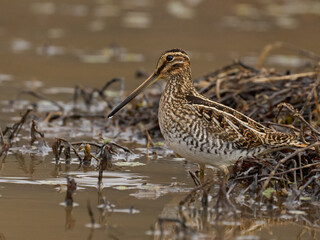 Wilson's snipe, bird