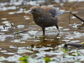 Rusty blackbird, bird