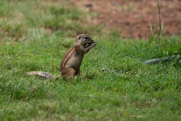 Fantail Squirrels scrounging for food and nuts on the ground while playing with each other in a nature conservation reserve. 