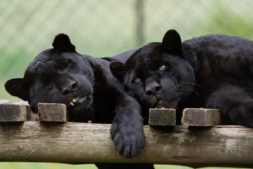 Tuinposter 2 Black Panther Jaguar brothers being held in captivity to ensure that the species can reproduce to get it off of the endangered species list.  © Phillip