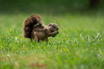 Fantail Squirrels scrounging for food and nuts on the ground while playing with each other in a nature conservation reserve. 