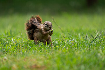 Fantail Squirrels scrounging for food and nuts on the ground while playing with each other in a nature conservation reserve. 