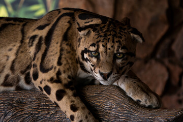Stuffed cat on display at a nature reserve in South Africa
taxidermy