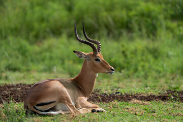Naklejka na ściany i meble Beautiful portrait of an Impala male with awesome trophy horns sitting down on the ground in the lush green bushveld of South Africa 