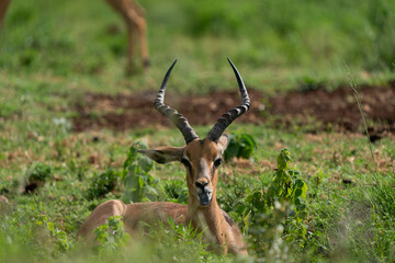 Beautiful portrait of an Impala male with awesome trophy horns sitting down on the ground in the lush green bushveld of South Africa 