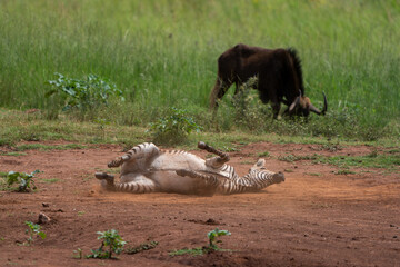 Juvenile Zebra toddler rolling in the dust to cover itself from bugs and parasite. scratching on its back with legs in the air and playing. 