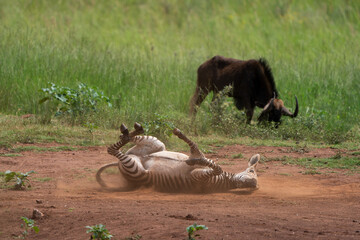 Juvenile Zebra toddler rolling in the dust to cover itself from bugs and parasite. scratching on its back with legs in the air and playing. 