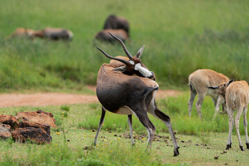 Blesbok buck antelope trying to scratch an itch on its bum and finding it difficult because of the location of the itch surrounded by the beautiful lush green bushveld of South Africa