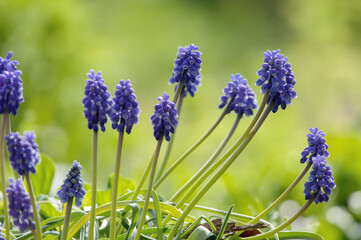 Muscari, helle Traubenhyazinten Frühling Boten auf einer Wiese, Hellgrüner Hintergrund