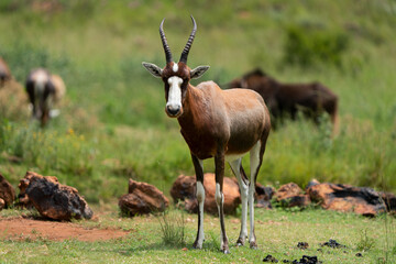 Beautiful Blesbok antelope with fully grown horns and white face.
Standing and grazing in the gorgeous lush green bushveld of South africa