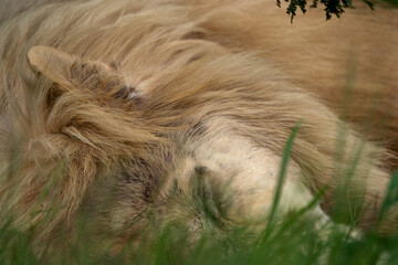 White Lion laying in the grass eye balling me in the beautiful lush green veld of South Africa. Lazy days in the wild but still have the fire in them to fight