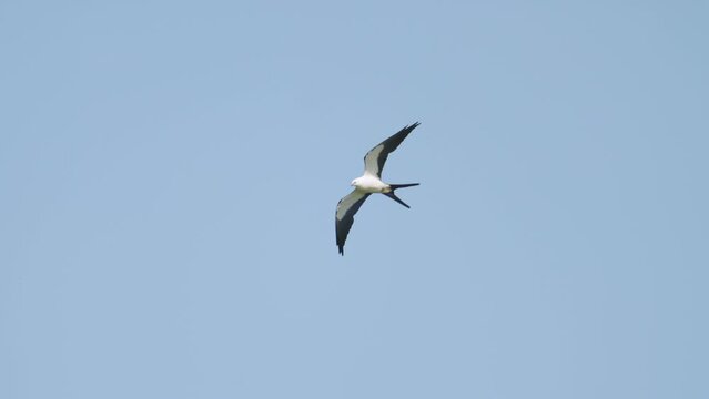 Swallow Tailed Kite Flying Against Blue Sky 2