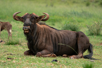 Mature Blue wildebeest laying on the ground calling its young to come to her. beautiful patterns and textures on its hide
