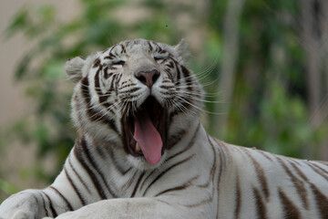 Fototapeta na wymiar Beautiful White Bengal Tiger yawning and showing its teeth and pink tongue with stunning patterns and textures on its hide. Held in captivity in a nature reserve 