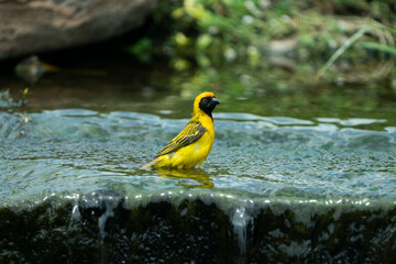 Yellow finch having a bath in the drinking water on a hot summers day in the beautiful lush green bushveld of South Africa