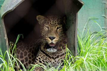 Spotted Leopard dozing in a shelter in a cage behind a fence in captivity looking unhappy with its...