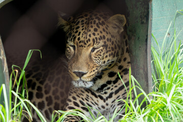 Spotted Leopard dozing in a shelter in a cage behind a fence in captivity looking unhappy with its...