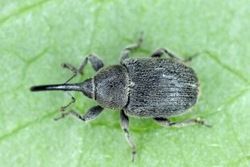 Close up of a grey striped weevil ( Curculionidae ) on leaf.