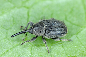 Close up of a grey striped weevil ( Curculionidae ) on leaf.