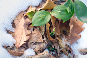 First spring flowers in Serbia - snowdrops in the national park Fruška Gora mountain