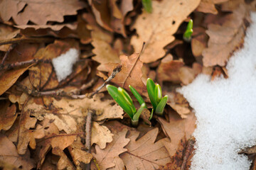 First spring flowers in Serbia - snowdrops in the national park Fruška Gora mountain