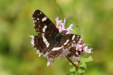 Carte géographique (Araschnia levana)