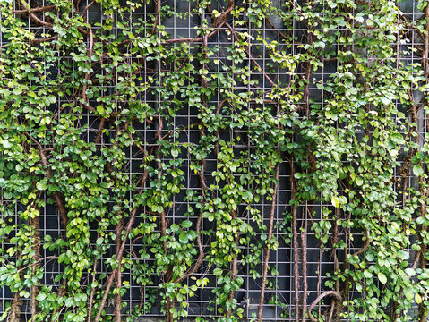 Green Climbing Plants Over Steel Wire Mesh Wall
