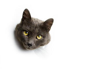 The head of a gray cat on a white background.