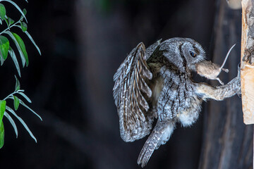 Western Screech Owl with Rodent