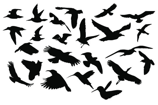 set of silhouettes of Flying birds