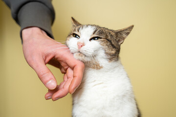 Close-up of a man hand caressing and stroking cat of three colors taken from a shelter on a yellow background. Male hand petting a cat head, love to animals concept. Person petting cat, sweet moment