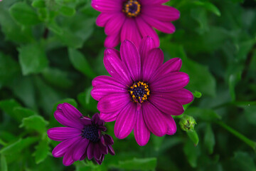 Obraz premium African daisy blooming flowers
