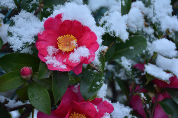 さざんか　雪景色
